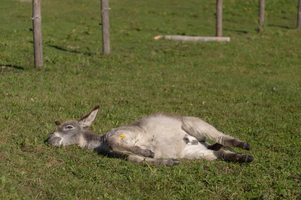 Winnewieser 반돌레스 외부 사진