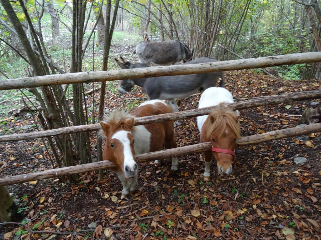 Winnewieser 반돌레스 외부 사진